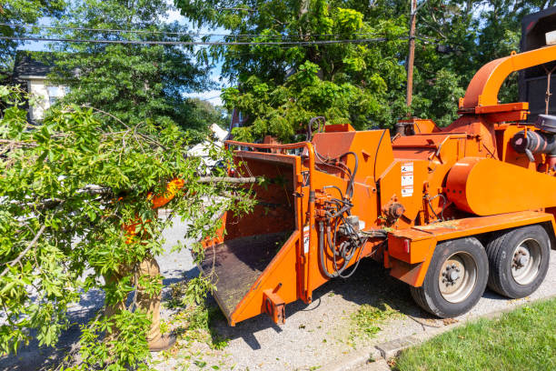 Large Tree Removal in Lakewood, WA